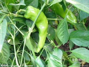 綠江南食品 產(chǎn)品特色、加盟優(yōu)勢(shì)與餐飲管理解析